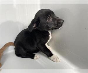 Mutt Dogs for adoption in Houston, TX, USA