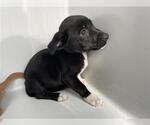 Small Mutt