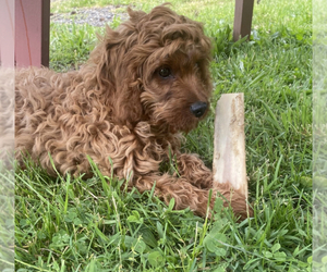 Cavalier King Charles Spaniel-Poodle (Toy) Mix Puppy for sale in NILES, MI, USA