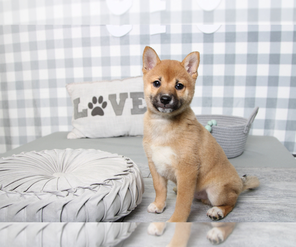 Medium Photo #4 Shiba Inu Puppy For Sale in MARIETTA, GA, USA