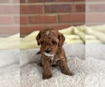 Small Photo #42 Cavapoo-Poodle (Toy) Mix Puppy For Sale in PENSACOLA, FL, USA