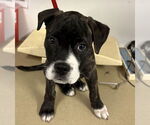 Small Boxer Mix
