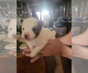 Chiranian Puppy for sale in ODESSA, TX, USA
