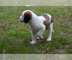 Small Photo #8 Saint Bernard Puppy For Sale in AVALON, MO, USA