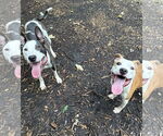 Small #6 American Pit Bull Terrier-Rat Terrier Mix