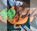 Small #11 Staffordshire Bull Terrier Mix
