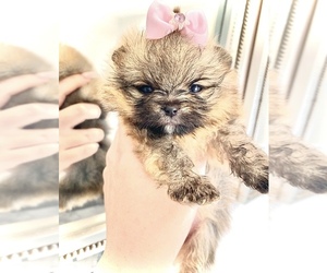 Pomeranian Puppy for sale in MC ALLEN, TX, USA