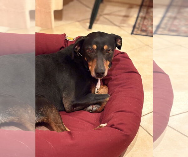 Medium Photo #5 Mutt Puppy For Sale in Mount Laurel, NJ, USA