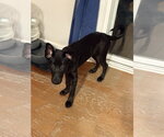 Small #1 Shepradors