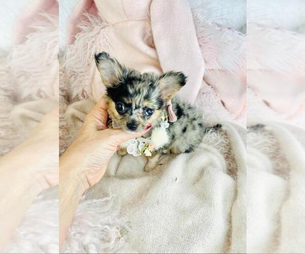 Medium Photo #2 Chihuahua Puppy For Sale in NAPLES, FL, USA