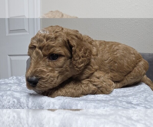 Medium Photo #28 Goldendoodle Puppy For Sale in COLLINSVILLE, IL, USA