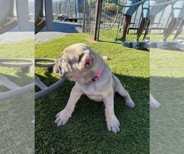 Medium Photo #4 Cane Corso Puppy For Sale in OCEANSIDE, CA, USA