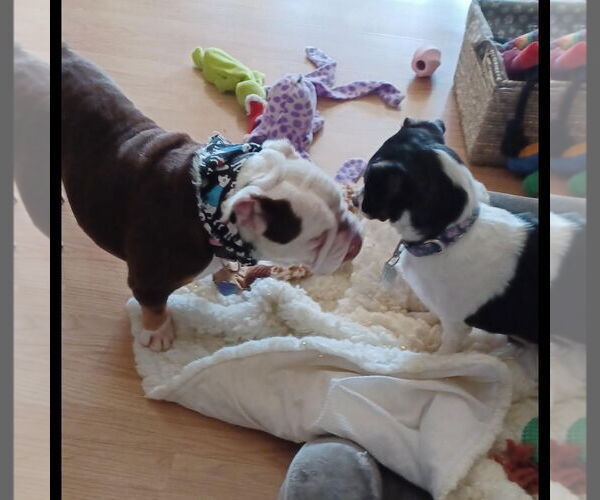 Medium Photo #5 Bulldog Puppy For Sale in Hayward, CA, USA