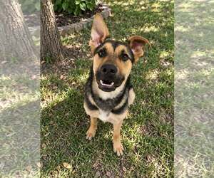 Mutt Dogs for adoption in Holly Springs, NC, USA