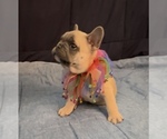 Small #9 French Bulldog