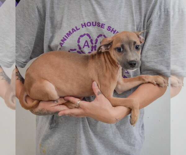 Medium Photo #2 Italian Greyhound-Shih Tzu Mix Puppy For Sale in Huntley, IL, USA