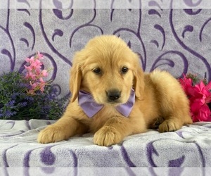 Golden Retriever Puppy for sale in LANCASTER, PA, USA