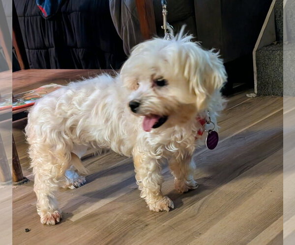 Medium Photo #5 Maltese Puppy For Sale in St. Louis Park, MN, USA