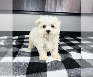 Maltese Puppy for sale in FRANKLIN, IN, USA