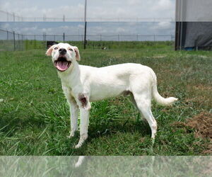 Mutt Dogs for adoption in Abbeville, LA, USA