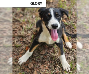 Glory Freedom - Female Labrador Retriever-Unknown Mix Dog for Adoption - Photo #2