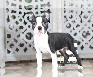 Boston Terrier Puppy for sale in MOUNT VERNON, OH, USA