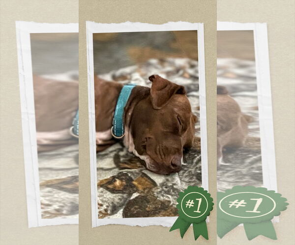 Medium Photo #2 Retriever -Unknown Mix Puppy For Sale in columbia, SC, USA