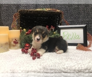 Pembroke Welsh Corgi Puppy for sale in ARTHUR, IL, USA