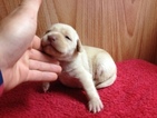 Small Photo #2 Labrador Retriever Puppy For Sale in DILLWYN, VA, USA