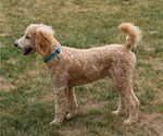 Small Photo #3 Poodle (Standard) Puppy For Sale in MONTELLO, WI, USA
