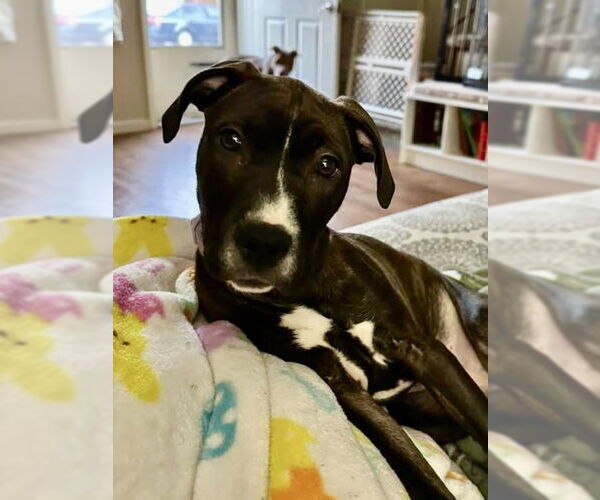 Medium Photo #4 American Pit Bull Terrier-Unknown Mix Puppy For Sale in Hillsboro, MO, USA