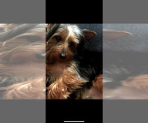 Yorkshire Terrier Puppy for sale in MARTINSVILLE, VA, USA