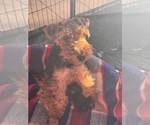 Small #1 Welsh Terrier