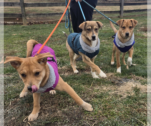 Medium Photo #2 Mutt Puppy For Sale in Unionville, PA, USA