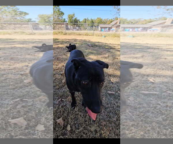 Medium Photo #2 German Shepherd Dog-Holland Shepherd Mix Puppy For Sale in Orange Grove, TX, USA