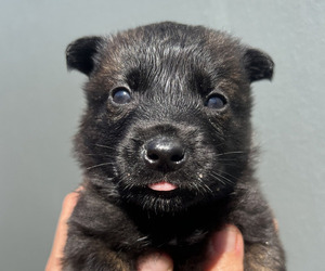 Medium Dutch Shepherd Dog