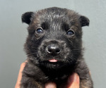 Small Photo #11 Dutch Shepherd Dog Puppy For Sale in GLENVIEW, IL, USA
