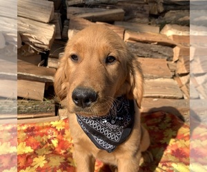 Golden Retriever Puppy for sale in COLUMBIANA, OH, USA