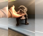 Small Photo #4 Bulldog Puppy For Sale in MISSOURI CITY, TX, USA