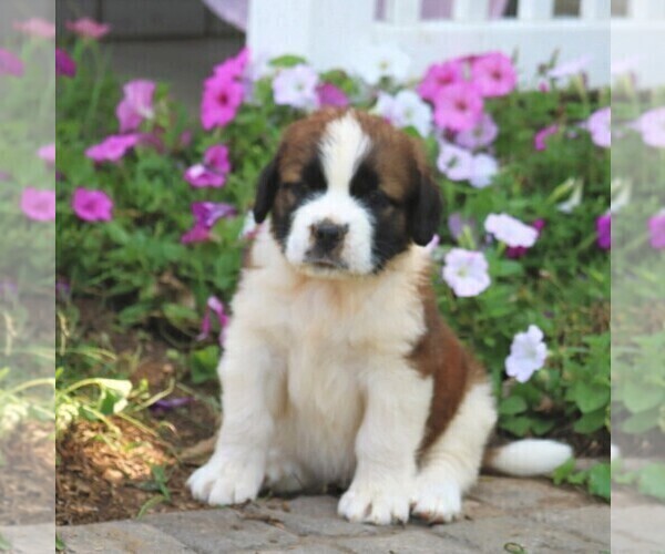 Medium Photo #4 Saint Bernard Puppy For Sale in MARIETTA, PA, USA