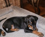 Puppy Pink Doberman Pinscher