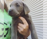 Small Photo #6 Labrador Retriever Puppy For Sale in FORT MADISON, IA, USA