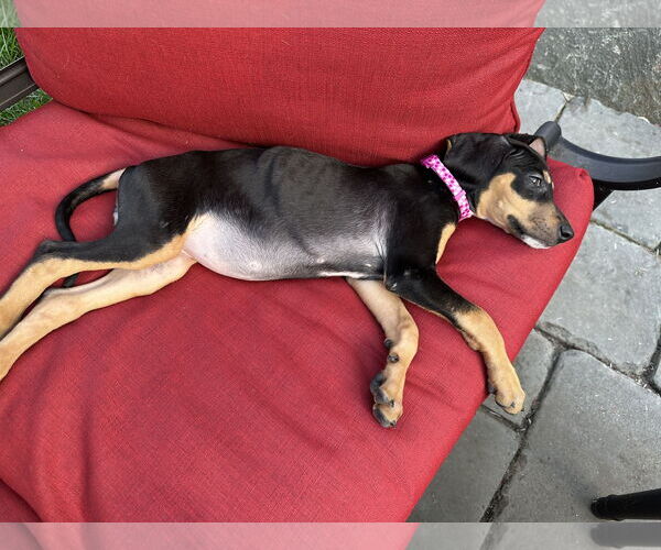 Medium Photo #2 Doberman Pinscher-Unknown Mix Puppy For Sale in Minneaoplis, MN, USA