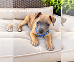 Brooks - Male Mutt Dog for Adoption - Small photo