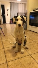 Great Dane Puppy for sale in MORENO VALLEY, CA, USA