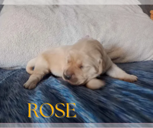 Golden Retriever Puppy for sale in ARIZONA CITY, AZ, USA