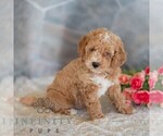 Small #3 Poodle (Miniature)