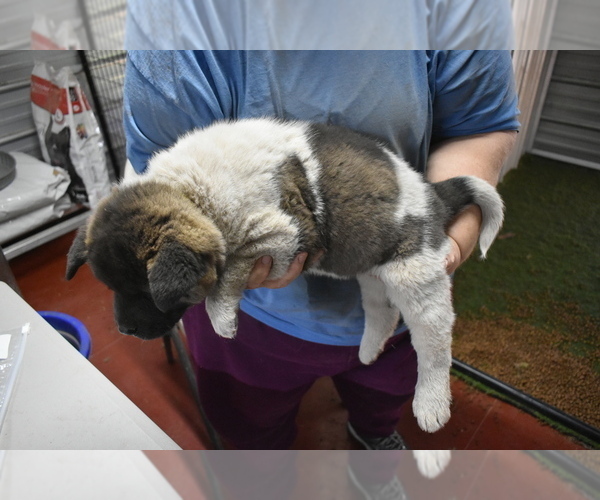 Medium Photo #4 Akita Puppy For Sale in LICKING, MO, USA