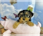 Small #6 Morkie