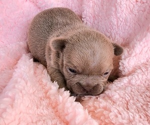 French Bulldog Puppy for sale in LAS VEGAS, NV, USA